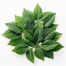 FEUILLES DE JUTE CONGELÉES ÉTIQUETTE PROPRE LÉGUME VERT NATUREL AVEC AVANTAGES DE SOUTIEN IMMUNITAIRE À BASE DE PLANTES - Product Image 2