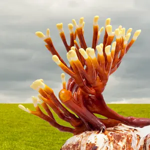 Antler Reishi Vietnam Lingzhi al mejor precio, Reishi de cornamenta orgánica de Vietnam - Product Image 5