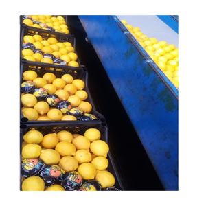 Extractos de Cítricos Frescos de Alta Calidad Premium, Incluyendo Naranjas, Limones, Limas, Mandarinas, Cosecha Fresca Amarilla, ¡Oferta! - Product Image 2