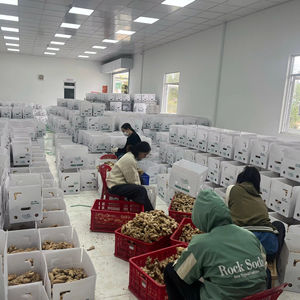 Jengibre Fresco Premium de Vietnam, Limpio y Lavado, Especia Picante, Calidad de Exportación, Proveedor - Product Image 1