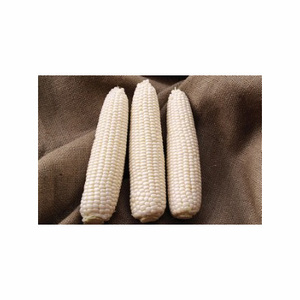 Maïs blanc séché à prix abordable Maïs blanc sans OGM et maïs blanc pour l'alimentation humaine et animale - Product Image 4