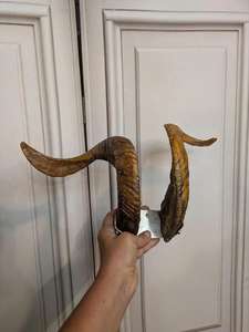 Vintage Shofar Ram cuerno shofar pulido o natural olor libre hecho a mano Judaica para Rosh Hashanah & Yom Kippur - Product Image 5