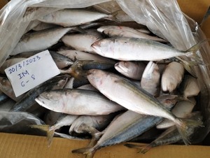 Buen precio pescado de caballa indio congelado redondo entero 4/6 6/8 8/10 tamaños directamente de fábrica Vietnam - Product Image 5