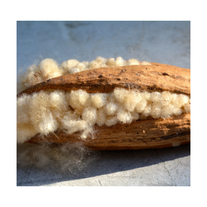 EXPORTADORA GRANDES CANTIDADES DE ALTA CALIDAD KAPOK POD DE PROVEEDORES VIETNAMIENTOS/Sra. Thi - Product Image 3