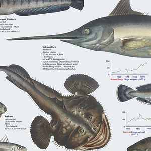Affiche murale de poisson marin DIN A1 de style moderne européen - Product Image 3