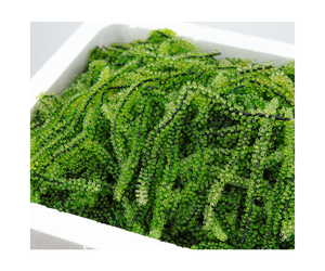 Uvas de Mar Secas de Primera Calidad, Caviar Verde, para Compradores Mayoristas que Buscan Productos Superalimentos Nutritivos para Mercados Globales - Product Image 1