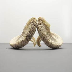 เขาแกะธรรมชาติเป็นมิตรกับสิ่งแวดล้อมสำหรับงานหัตถกรรมแบบดั้งเดิมและงานแกะสลักช่างฝีมือ - Product Image 4