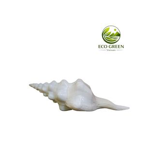 Large White Ocean Seashell Handmade Coastal Decor <b>Shell</b> for Table Display Wedding <b>Ornament</b> and Gift Souvenir - Product Image 4