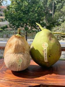 มะพร้าวแ<span class=keywords><strong>ท</strong></span>้คิงโคโค่ แช่แข็งแบบขายส่ง จากเวียดนาม รสชาติส่งออก ครีมมี่มาก หวานธรรมชาติ 600 กรัม+ สีขาวธรรมชาติ - Product Image 5