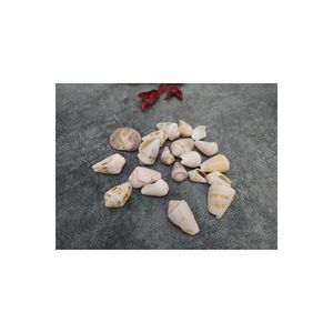 Hdmarketim conchiglia naturale decorativa 500 Gr