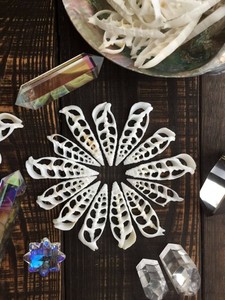 Conchas de Strombus bellamente cortadas, ideales para el arte del mosaico y diseños decorativos hechos a mano - Product Image 3