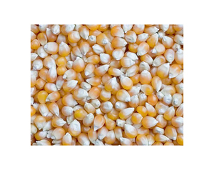Maíz Amarillo 185g, Maíz Amarillo Puro Orgánico Limpio y Seco / Maíz Amarillo Seco a Granel Disponible - Product Image 4