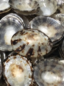 Conchas de Limpet Decoran Hermosas Criaturas del Mar, Conchas de Vieira de la Naturaleza, Accesorios Decorativos Únicos de la Naturaleza - Product Image 2