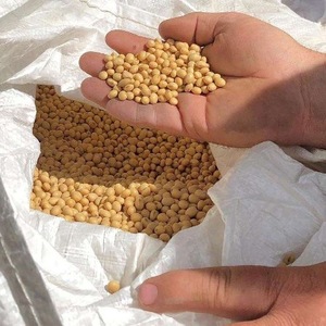 เมล็ดถั่วเหลืองสีเหลืองคุณภาพสูง พรีเมียม ธรรมชาติ และไม่ใช่พืช GMO - Product Image 1