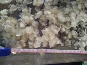 Escarlas de Pescado Secas al Sol Naturales de Vietnam, Proveedor de Materia Prima al por Mayor - Product Image 2