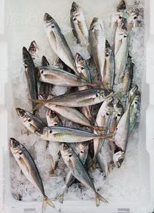 Merlu congelé fraîchement originaire de Norvège Poissons de haute qualité pour grossistes - Product Image 3