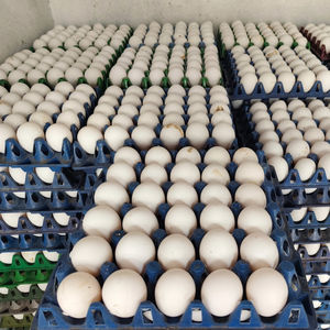 Vente en gros directe d'usine, prix compétitif, œufs de table de poulet blanc frais, riches en protéines, durée de conservation de 24 mois, meilleure réduction - Product Image 1