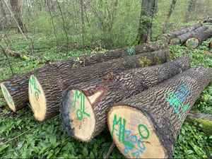 Troncos de Haya de Entrega Rápida, Resistentes al Agua, Ecológicos, con Garantía de por Vida, para Muebles, Construcción y Proyectos al Aire Libre, Madera Aserrada - Product Image 2