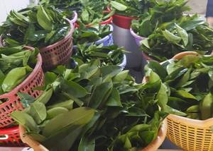 Hojas de Guanábana Secas Naturales de Alta Calidad de Vietnam - Bolsa de 5 kg, 2 Años de Vida Útil, Precio Competitivo y Muestra Disponible - Product Image 4