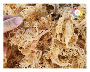 Vietnam Eucheuma Cottonii Algues biologiques naturelles à usage industriel Production alimentaire et commerce international - Product Image 3