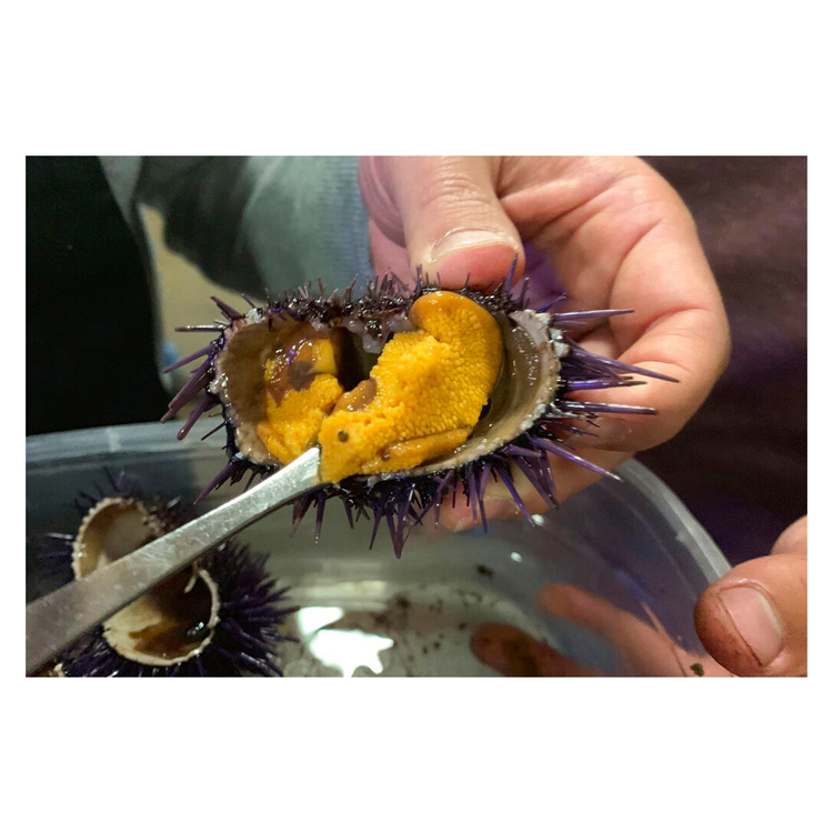 Прямая Продажа с фабрики, высококачественный свежий замороженный морской еж в коробке