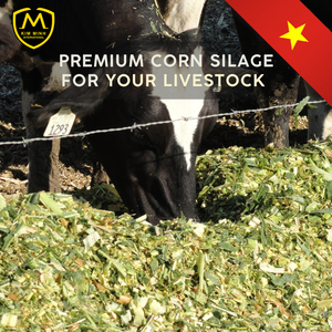 Ensilaje de maíz, alta calidad para alimentación animal en VIETNAM, buen precio - Product Image 2