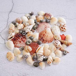 Mezcla de concha de mar Premium de Vietnam | Decoración, resina de bricolaje, decoración de Acuario, embalaje OEM/ODM - Product Image 4