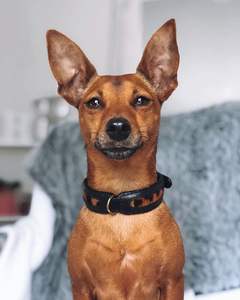 Divine International ปลอกหนังคลาสสิกหรูหราปรับแต่งได้, อุปกรณ์สำหรับสัตว์เลี้ยงส่วนบุคคลอุ้งเท้าที่ทนทานออกแบบมาสำหรับคุณ - Product Image 3