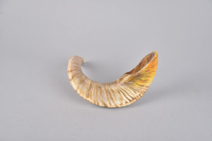 Cuerno y forma natural Tamaño personalizado Precio barato Cuerno natural Ram Shofar para el Cuerno de oveja más vendido - Product Image 6