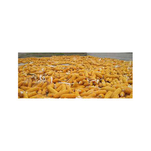 Maíz dulce de la mejor calidad de exportación, maíz amarillo para alimentación de ganado y consumo humano - Product Image 2