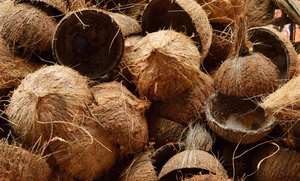 Prix d'usine de copeaux de coquille de noix de coco naturelle du Vietnam tropical Exportateur en vrac Coquilles de noix de coco dures naturelles pour la fabrication de charbon de bois - Product Image 3