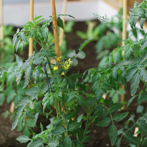 Palos de bambú flexibles sostenibles naturales y de alta calidad para usar en la agricultura para la fabricación de cometas fabricados en Vietnam - Product Image 3