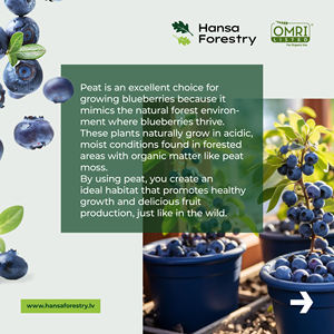 Medio de cultivo de Grado Profesional de musgo de turba cruda de calidad superior para producción comercial de arándanos - Product Image 3