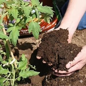 Incienso en Polvo de Estiércol de Vaca Orgánico, Ecológico, Libre de Químicos, KSI India, Para Todas las Temporadas, 5-25 kg, Empaque Personalizado - Product Image 3