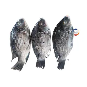 Approvisionnement 500-800g Vente en gros de poisson congelé Tilapia noir Tilapia rond entier du Nil