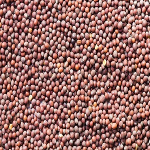 Graine de moutarde - Product Image 5