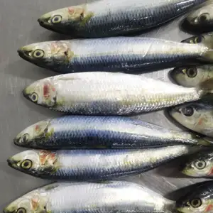 Alto Clic con sardina congelada de alta calidad para cebo y mariscos enlatados Sardina redonda entera
