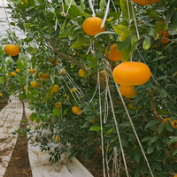 [Bbungja Jeju Gyul Farm] Premium Korea Redhyang Citrus Van Jeju Eiland Zoete Makkelijke Schil Hoge Brix Gap Gecertificeerd Cadeau Fruit