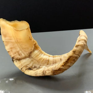 Vrais cornes de mouton naturelles polies pour la décoration et l'artisanat, de haute qualité - Product Image 1