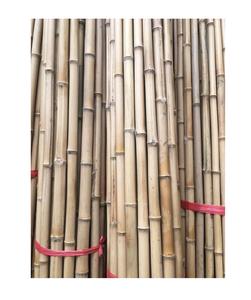 Poteau de bambou-canne à piquet en bambou naturel sec et droit pour la fabrication de clôtures ou de constructions en bambou - Product Image 1