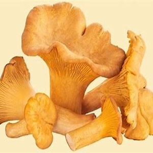 Champignons frais congelés délicieux à vendre aux prix de gros - Product Image 2