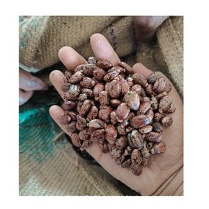 Semillas de ricino de doble lengua de primera calidad para extracción de aceite, Exportación a granel desde la India, 12 meses de vida útil - Product Image 1