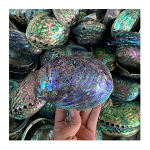 หอยเป๋าฮื้อธรรมชาติขัดด้วยมือจากเวียดนามพื้นผิวมันวาวสีสดใสวัสดุงานฝีมือทางทะเลเกรดส่งออก - Product Image 1