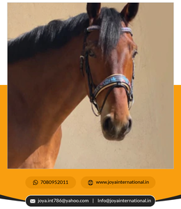 Brida Fleur Snaffle de edición limitada de alta calidad para productos de caballo plegados de Doma a precio mayorista - Product Image 5