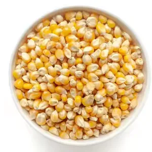 高蛋白黄色玉米动物饲料可供出口