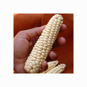 Maïs OGM gluant blanc pour consommation directe Type de culture commune Origine brésilienne Haute qualité pour l'alimentation humaine et animale - Product Image 6