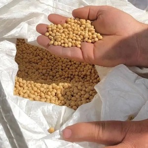Soja frais de haute qualité, non-OGM, en gros, prêt à être expédié - Product Image 2