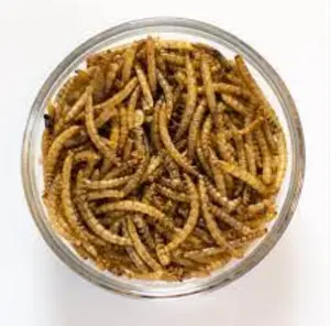 dried mealworms /meal worms for birds/mealworm Available for sale cheap