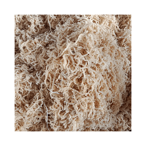 MUSGO MARRÓN SECO/ALGAS MARRAS IRLANDÉS/CHONDRUS CRISPUS EUCHEUMA ALGODÓN ALGAS PARA GEL EN VIETNAM PRECIO COMPETITIVO - Product Image 4