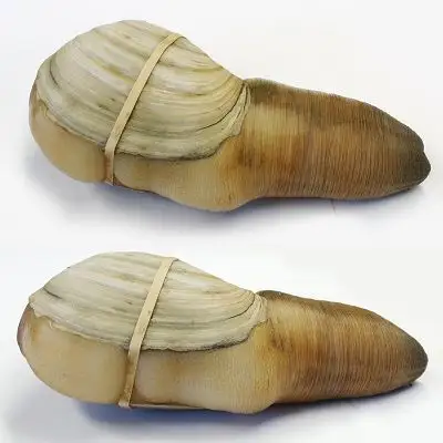 Ready now High Quality Live geoducks clams, Frozen Geoduck Clams for sale